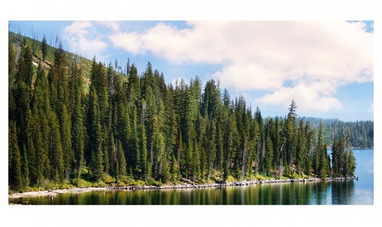 forest with pine trees. The weather is bright with a few clouds and you can see water.